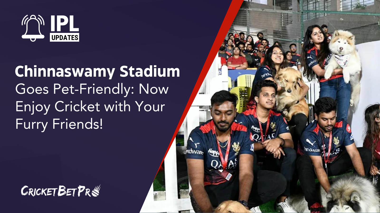 Chinnaswamy Stadium Goes Pet-Friendly Now Enjoy Cricket with Your Furry Friends!